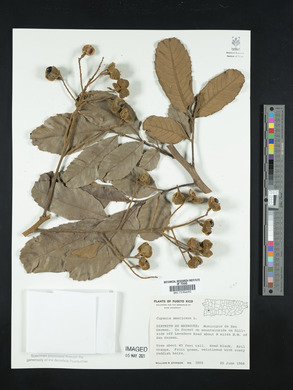 Cupania americana image