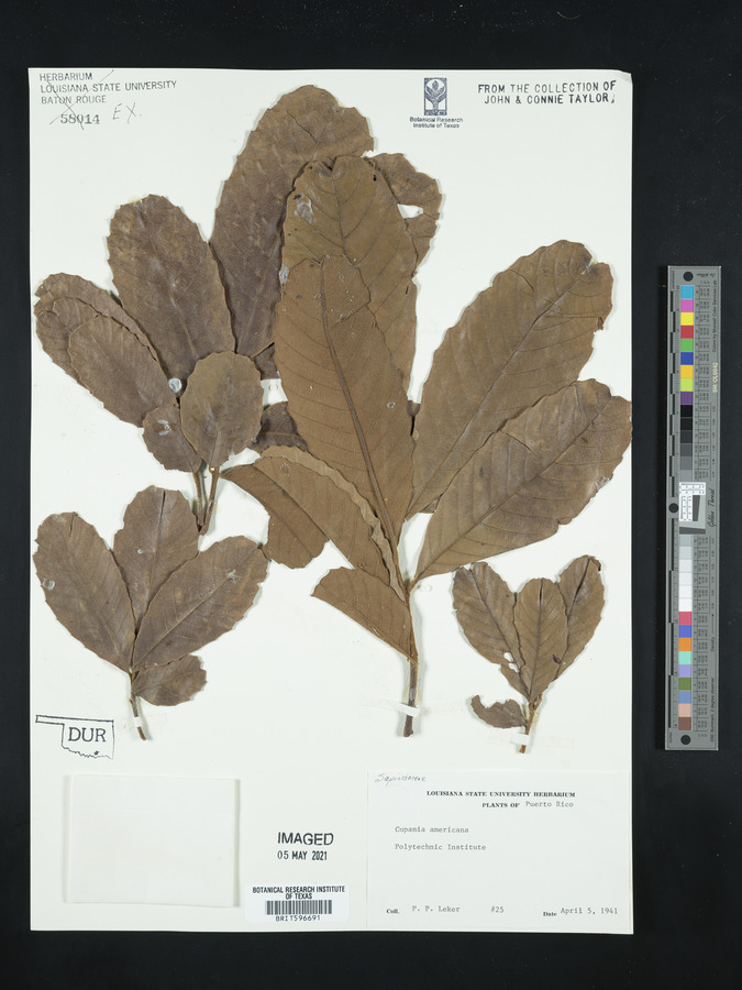 Cupania americana image