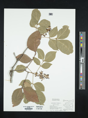Melicoccus bijugatus image