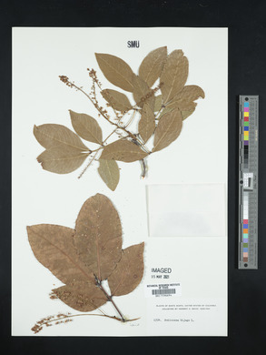 Melicoccus bijugatus image