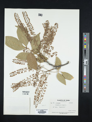 Melicoccus bijugatus image