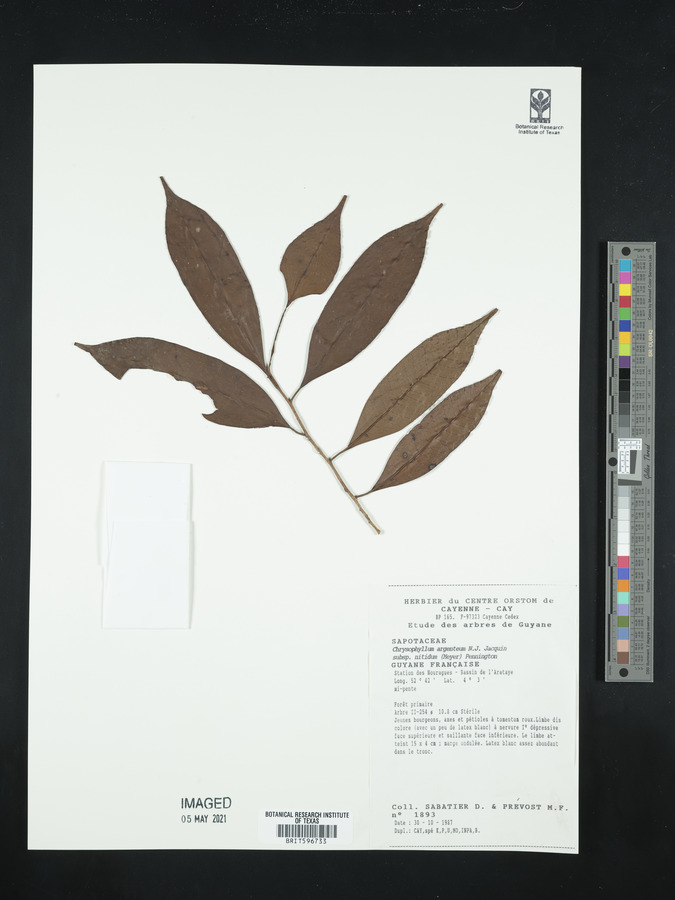 Chrysophyllum argenteum subsp. nitidum image