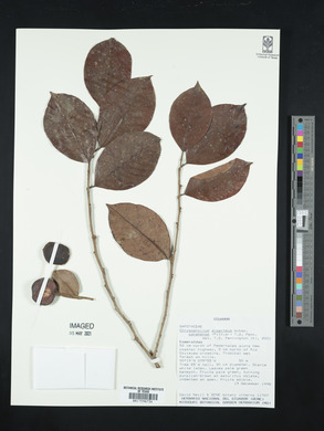 Chrysophyllum argenteum subsp. panamense image