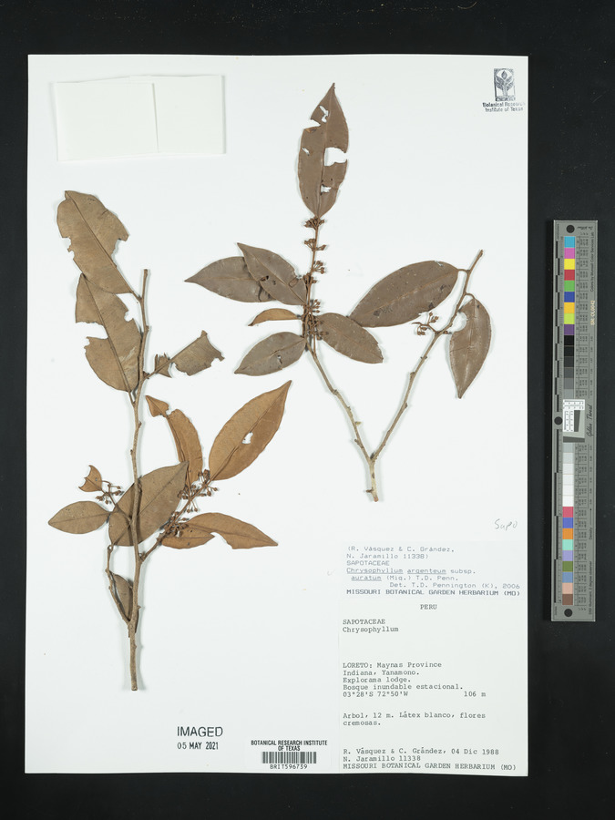 Chrysophyllum argenteum image