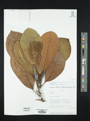 Chrysophyllum prieurii image