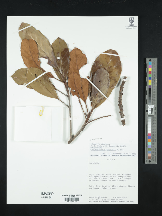 Chrysophyllum prieurii image