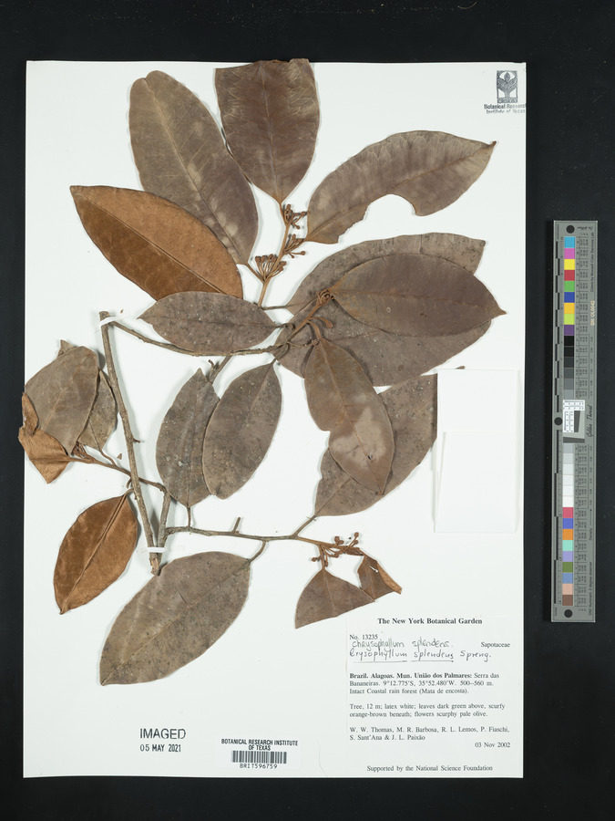 Chrysophyllum splendens image