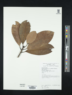 Manilkara bidentata image