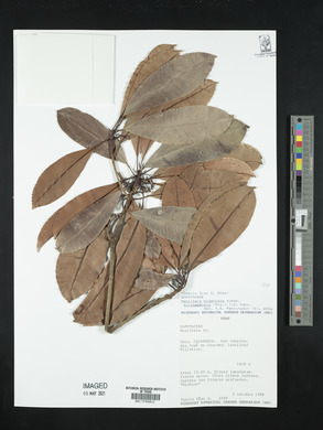 Manilkara bidentata subsp. surinamensis image