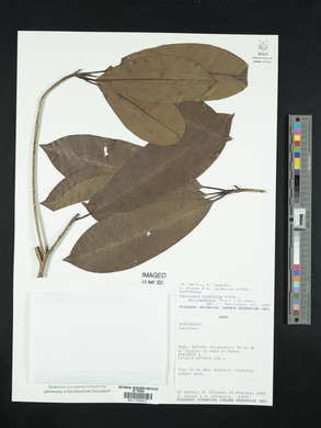 Manilkara bidentata subsp. surinamensis image