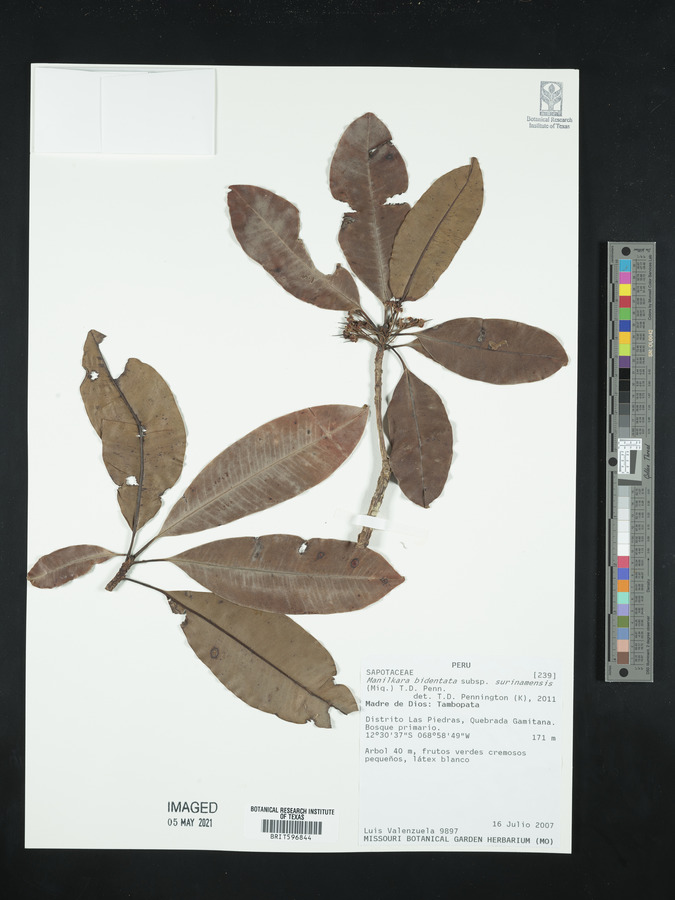 Manilkara bidentata subsp. surinamensis image