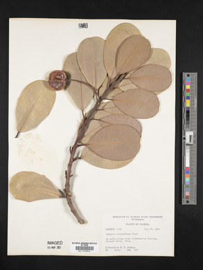 SEINet Portal Network - Manilkara roxburghiana