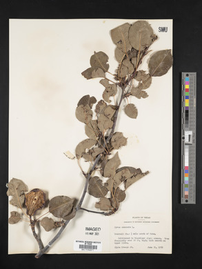 Pyrus communis image