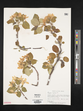 Malus sylvestris image