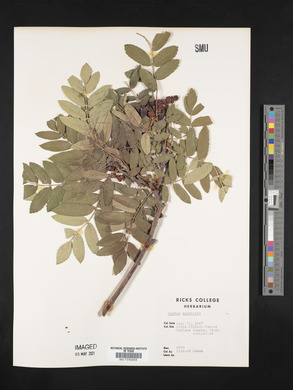 Sorbus aucuparia image