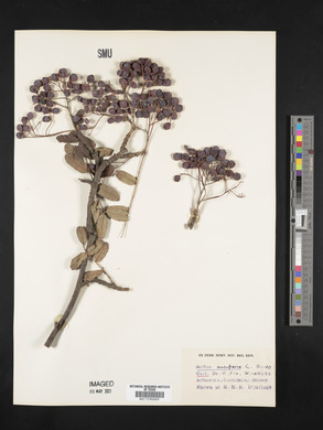 Sorbus aucuparia image