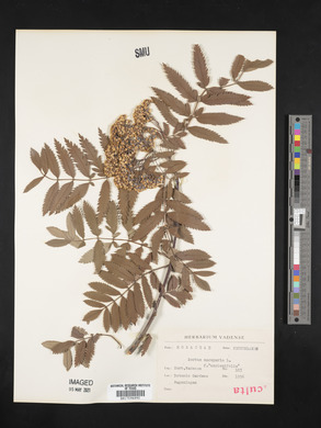 Sorbus aucuparia image