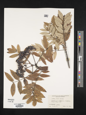 Sorbus dumosa image