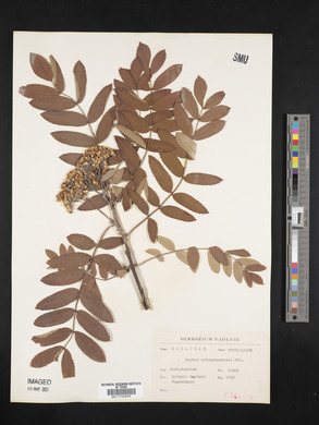 Sorbus aucuparia image