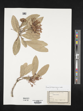 Ixora finlaysoniana image
