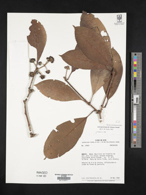 Ixora peruviana image