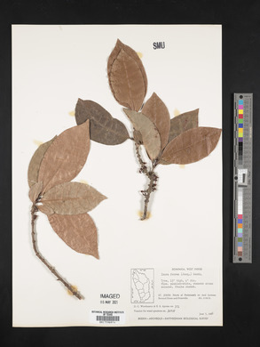 Ixora ferrea image