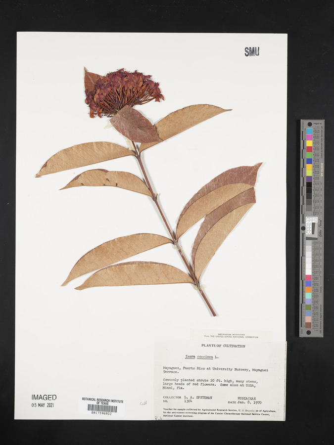 Ixora coccinea image