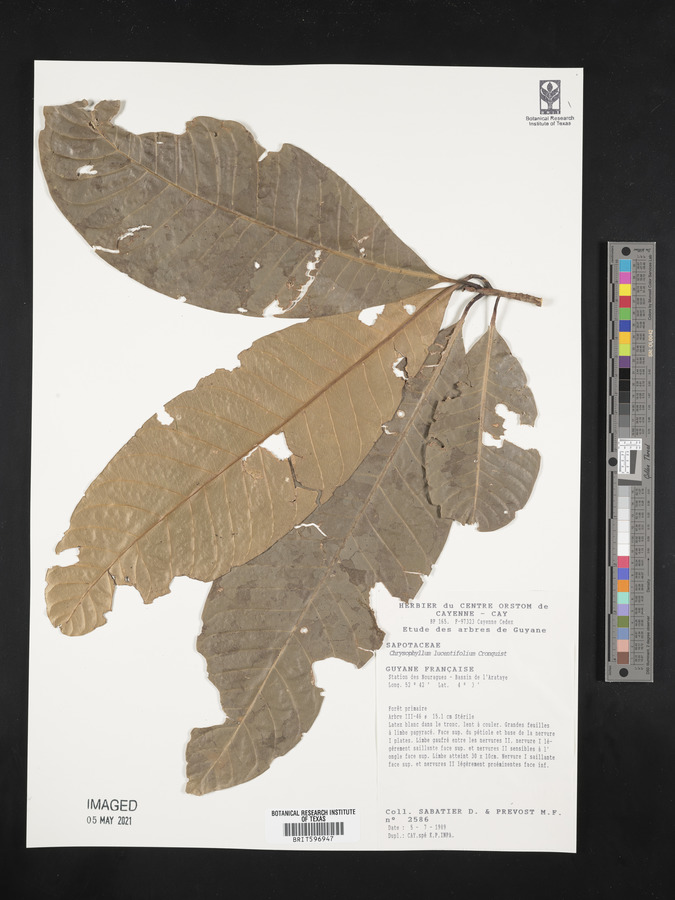 Chrysophyllum lucentifolium image