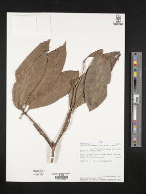 Pouteria caimito image