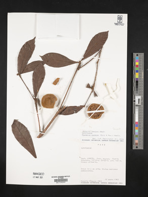 Pouteria caimito image