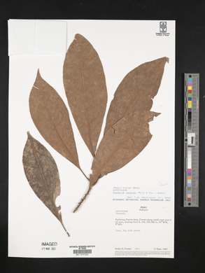 Pouteria caimito image