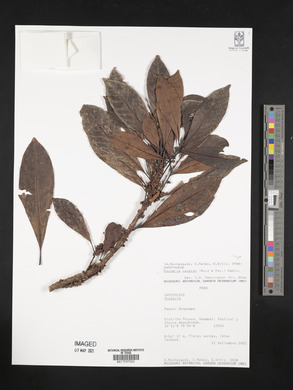 Pouteria caimito image