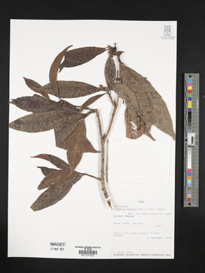 Pouteria caimito image