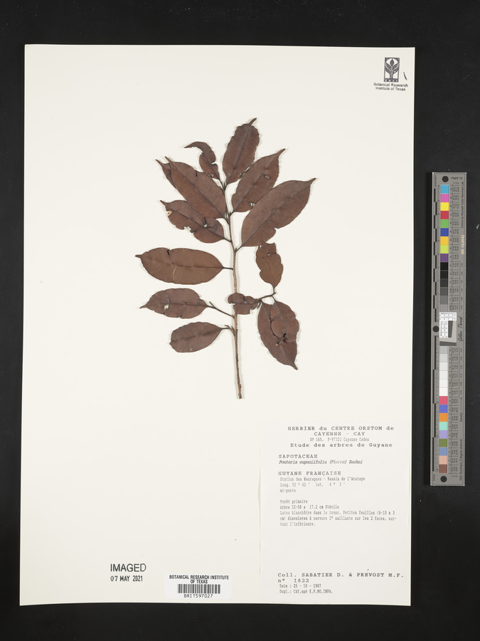 Pouteria eugeniifolia image