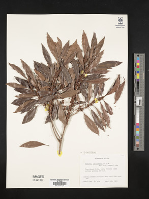 Image Associated With the Occurence