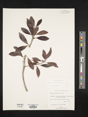 Bumelia salicifolia image