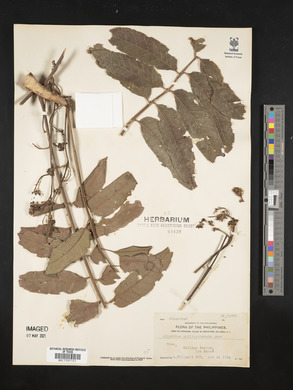 Ailanthus triphysa image