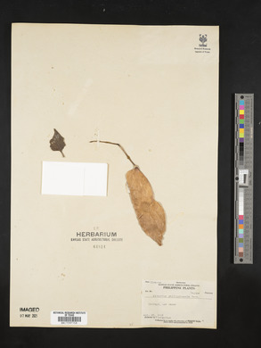 Ailanthus triphysa image