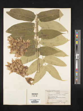 Ailanthus altissima image