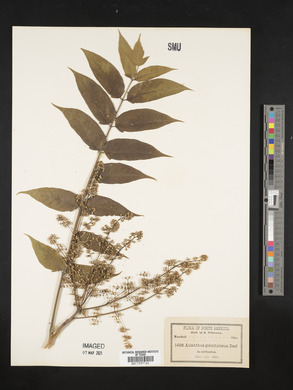 Ailanthus altissima image