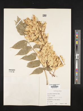 Ailanthus altissima image