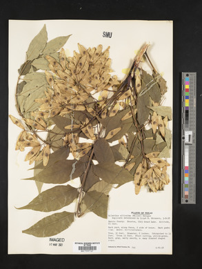 Ailanthus altissima image