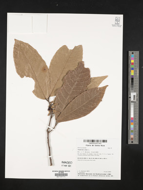 Theobroma cacao image