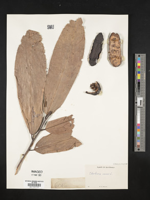 Theobroma cacao image