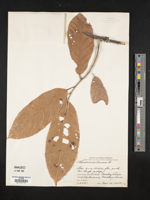 Theobroma cacao image