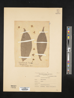 Theobroma cacao image