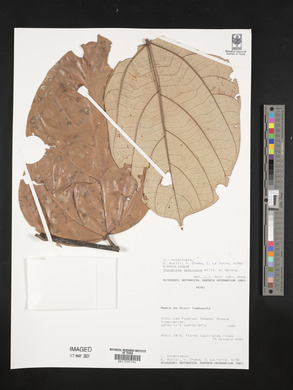 Theobroma speciosum image