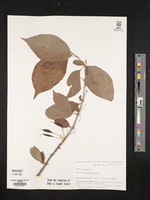 Halesia carolina image