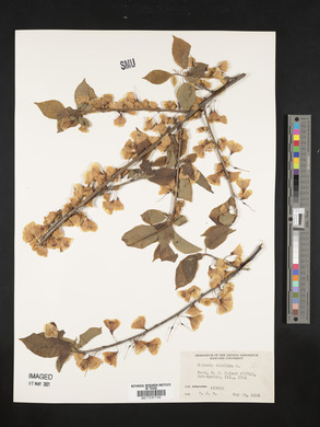 Halesia carolina image