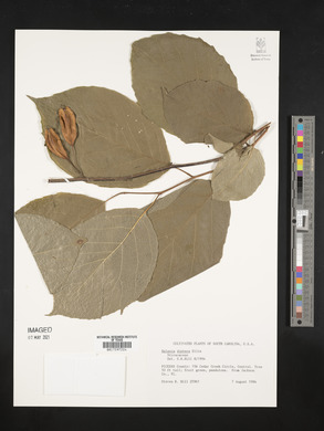 Halesia diptera image